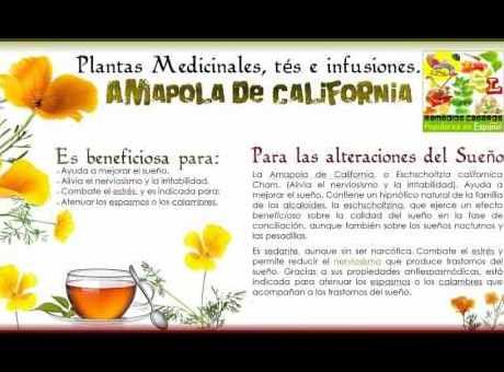 como-aliviar-los-efectos-de-la-amapola ¿Cómo aliviar los efectos de la amapola?
